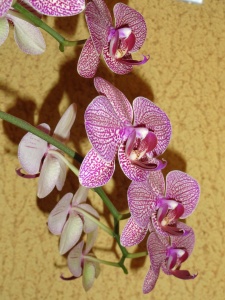 orhidee-phalaenopsis-in-ghiveci-01