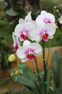 orhidee-phalaenopsis-in-ghiveci-02
