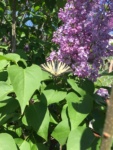 fluture-adulmecand-niste-flori-de-liliac