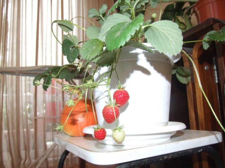 capsuni la balcon