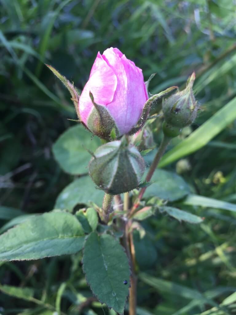 Petalele dulci ale trandafirilor
