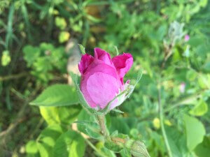 trandafir-in-floare