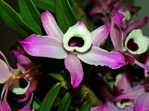 orhidee-dendrobium-03