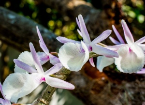 orhidee-dendrobium-06