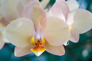 orhidee-phalaenopsis-01