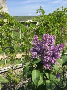 flori-de-liliac-langa-gard