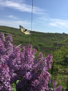 flori-de-liliac-si-un-fluture-in-zbor